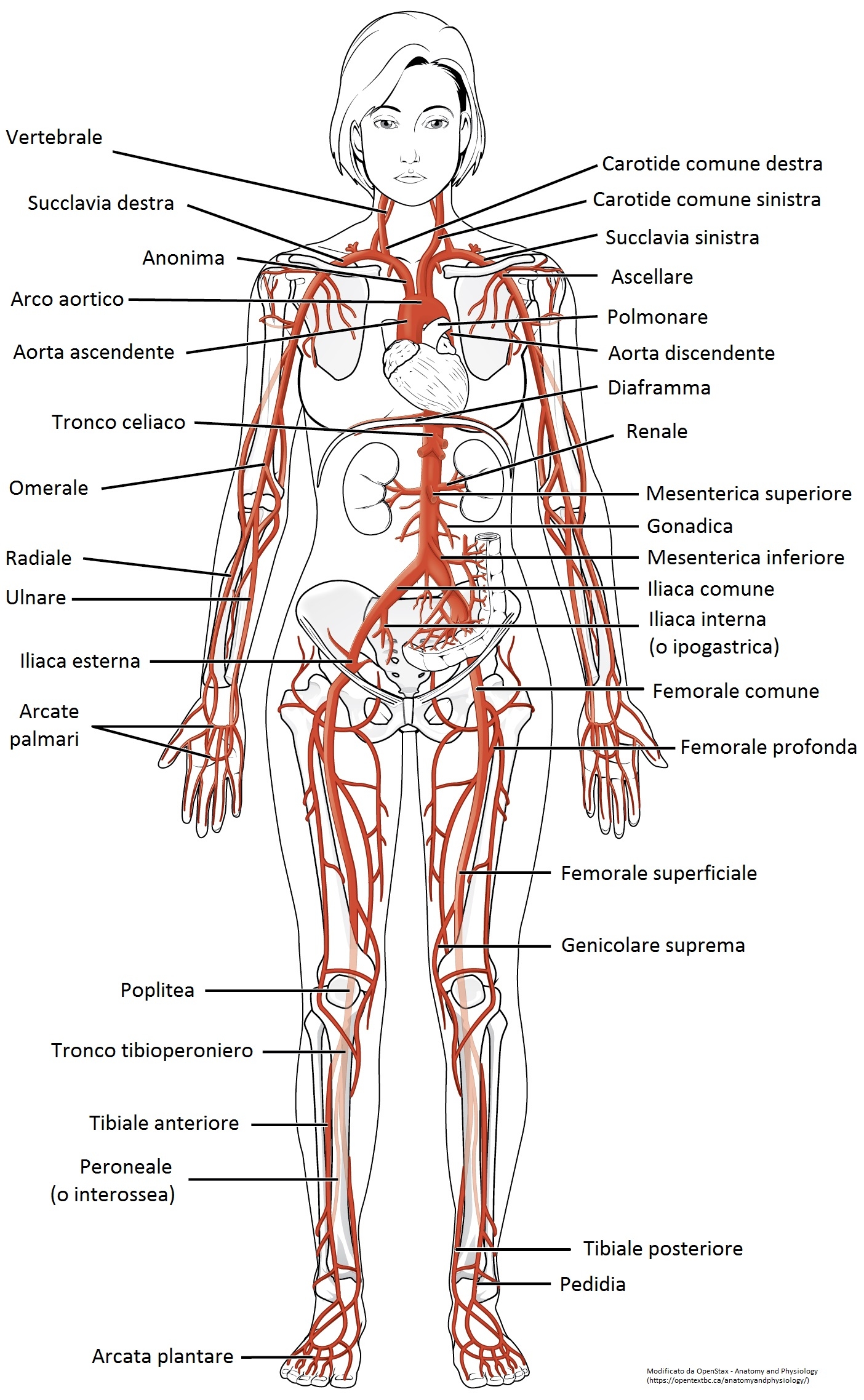 Anatomia arterie
