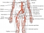 Capitolo 2 - Anatomia arterie