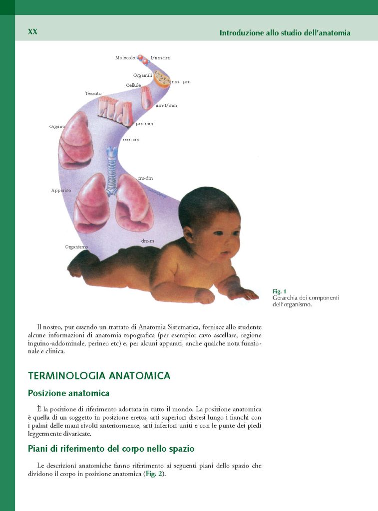 https://www.idelsongnocchi.com/shop/wp-content/uploads/2023/10/Avantesto-Macchiarelli-Anatomia-lauree-triennali-III-Ed._Pagina_20-757x1024.jpg