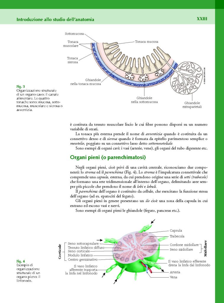 https://www.idelsongnocchi.com/shop/wp-content/uploads/2023/10/Avantesto-Macchiarelli-Anatomia-lauree-triennali-III-Ed._Pagina_23-757x1024.jpg